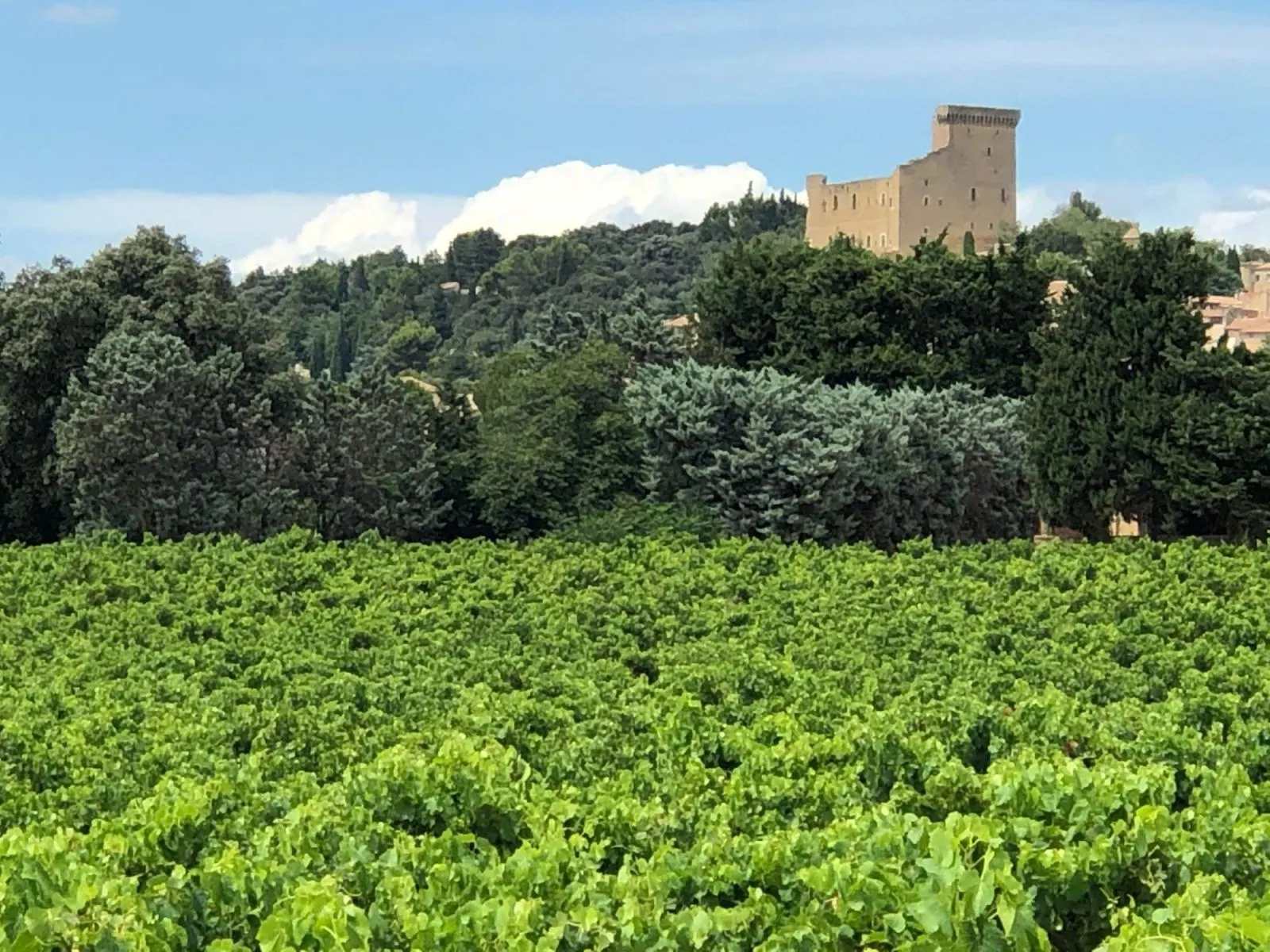Vineyards in Châteauneuf