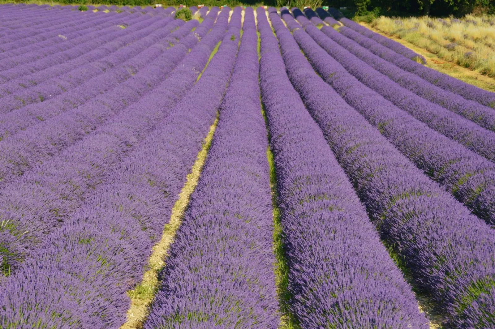 Tour in the Lavender Fields
