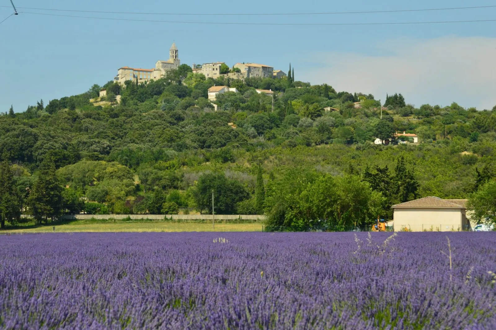 Lavender fields at La Garde-Adhémar