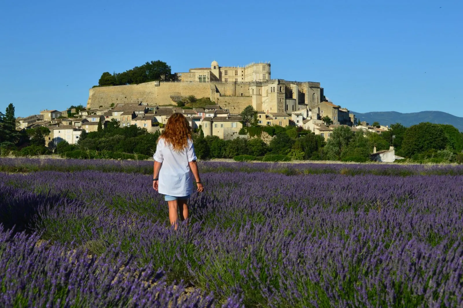 Sophie in the lavender fields