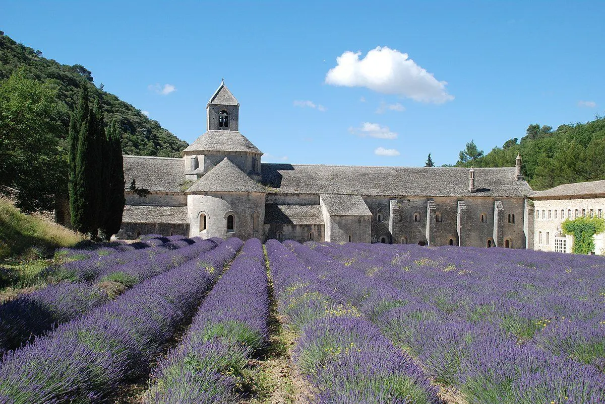 Sénanque Abbey lavender