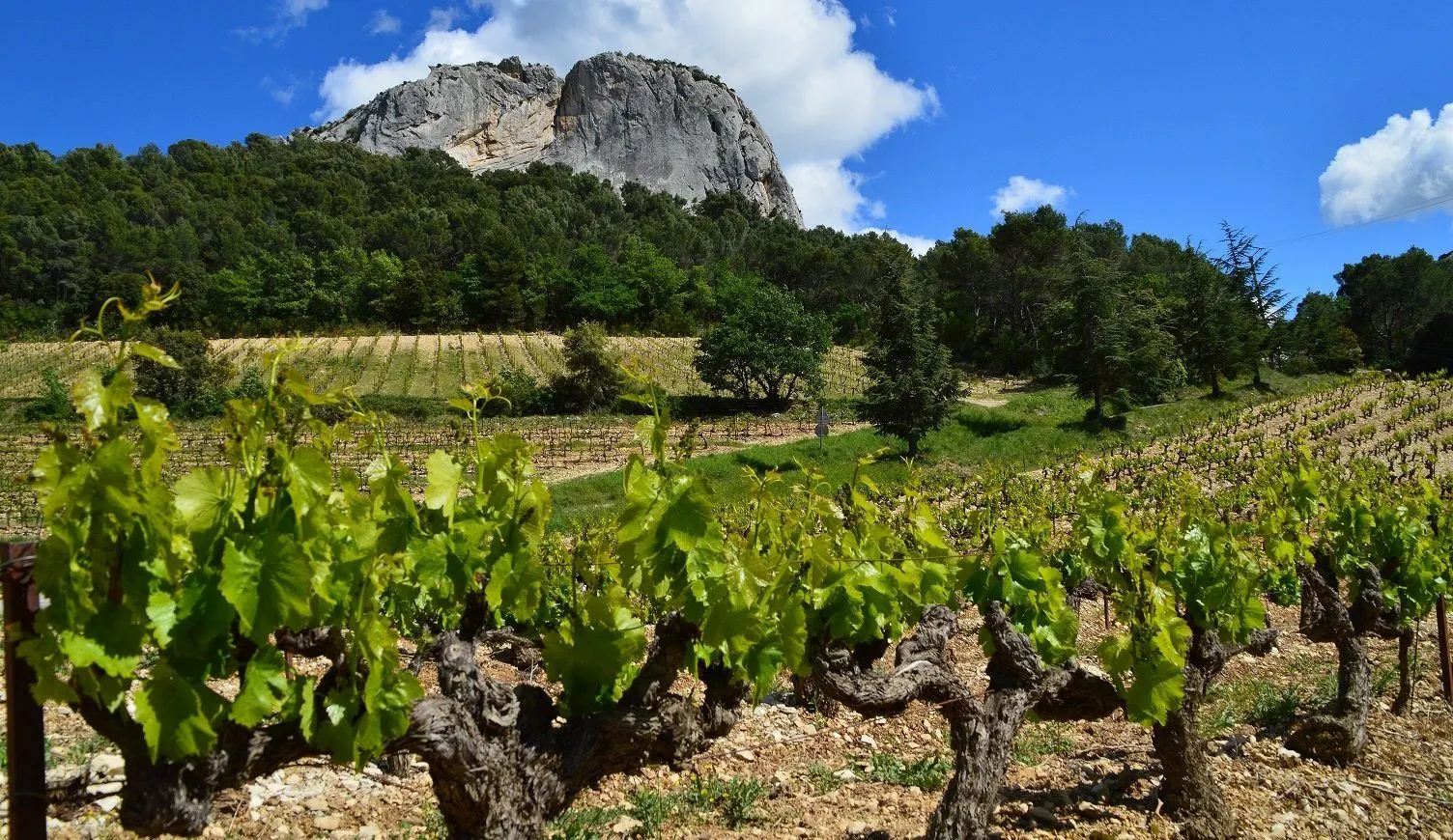 Southern Rhone
